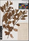 Foto von Salix aurita L. x Salix cinerea L.